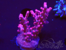 WYSIWYG Acropora sp Ultra