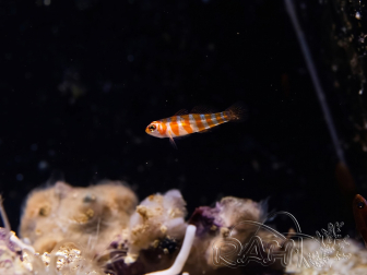 Trimma cana 1-2 cm