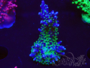 WYSIWYG RAH Acropora Blue Lagoon