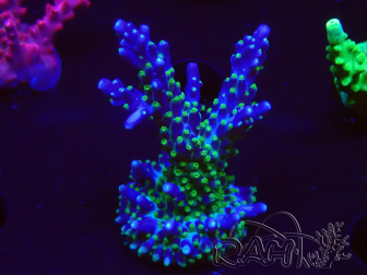 WYSIWYG RAH Acropora Blue Lagoon 5E2
