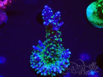 WYSIWYG RAH Acropora Blue Lagoon 5E3