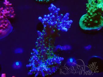 WYSIWYG RAH Acropora Blue Lagoon 5E4