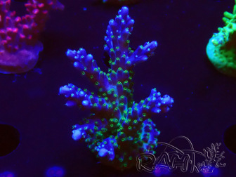 WYSIWYG RAH Acropora Blue Lagoon