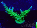 WYSIWYG RAH Acropora latistella Popsicle 5H6