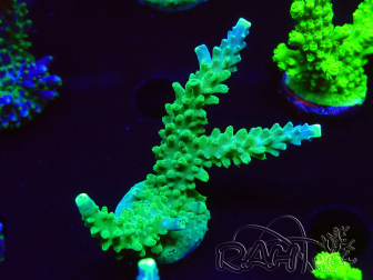 WYSIWYG RAH Acropora Joker 5H7