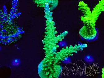 WYSIWYG RAH Acropora Joker 5H8