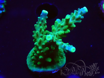 WYSIWYG RAH Acropora Joker 5H9