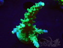 WYSIWYG RAH Acropora Joker