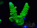 WYSIWYG Acropora yongei Geen Slimer