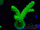 WYSIWYG Acropora yongei Geen Slimer 5J7