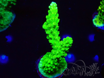 WYSIWYG Acropora yongei Geen Slimer