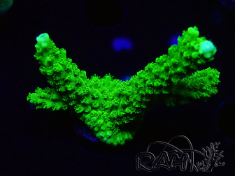 WYSIWYG Acropora yongei Geen Slimer 5J9