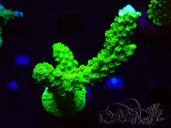 WYSIWYG Acropora yongei Geen Slimer 5J10