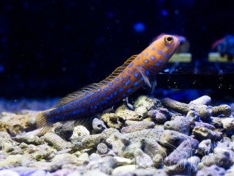 Opistognathus rosenblatti 4-6 cm
