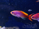 Pseudanthias cooperi