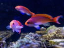 Pseudanthias cooperi