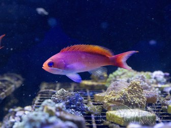 Pseudanthias cooperi