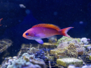 Pseudanthias cooperi