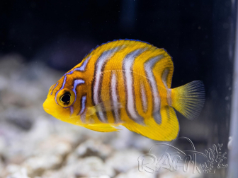 Pygoplites diacanthus cría Bali aquarich WYSIWYG 1 (2,5-3,5 cm)