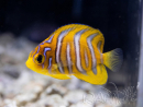 WYSIWYG Pygoplithes diacanthus élevage Bali aquarich (2,5-3,5 cm)