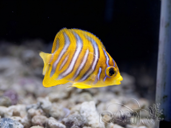 WYSIWYG Pygoplithes diacanthus élevage Bali aquarich (2,5-3,5 cm)
