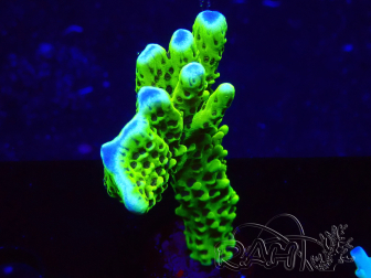 WYSIWYG - CB Incredible Hulk Montipora 5L6