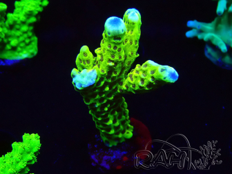 WYSIWYG - CB Incredible Hulk Montipora