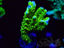 WYSIWYG - CB Incredible Hulk Montipora