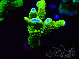 WYSIWYG - CB Incredible Hulk Montipora 5L10