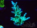 WYSIWYG ORA Acropora turaki Hawkins 5U1