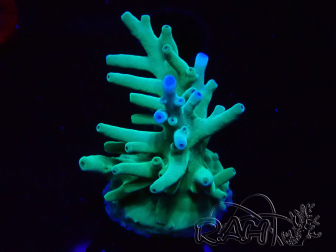 WYSIWYG ORA Acropora turaki Hawkins 5U2