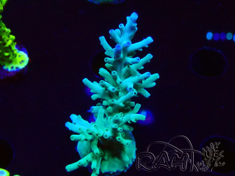 WYSIWYG ORA Acropora turaki Hawkins