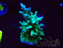 WYSIWYG ORA  Acropora turaki Hawkins
