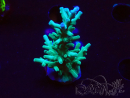 WYSIWYG ORA Acropora turaki Hawkins 5U5