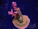 WYSIWYG- RAH Acropora Princess