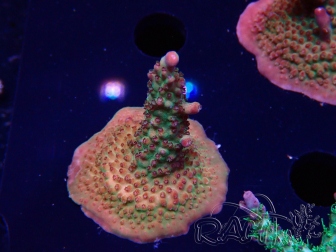 WYSIWYG- RAH Acropora Princess