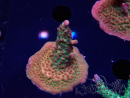 WYSIWYG- RAH Acropora Princesa