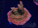 WYSIWYG- RAH Acropora Prinzessin
