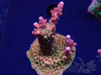 WYSIWYG- RAH Acropora Princess