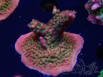WYSIWYG- RAH Acropora Princess 5A5