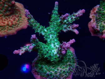 WYSIWYG- RAH Acropora Purple Haze 5B1