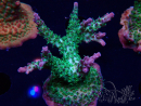 WYSIWYG- RAH Acropora Purple Haze 5B1