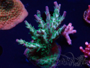 WYSIWYG- RAH Acropora Purple Haze 5B2