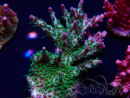 WYSIWYG- RAH Acropora Purple Haze