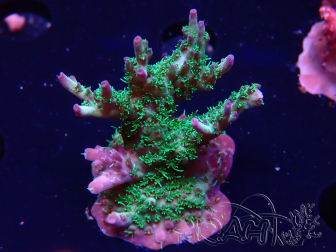 WYSIWYG- RAH Acropora Purple Haze 5B4