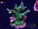 WYSIWYG- RAH Acropora Purple Haze