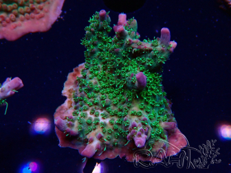 WYSIWYG- RAH Acropora Purple Haze