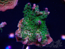 WYSIWYG- RAH Acropora Purple Haze 5B5