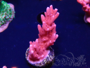 WYSIWYG RAH Acropora ballerina