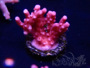 WYSIWYG RAH Acropora ballerina